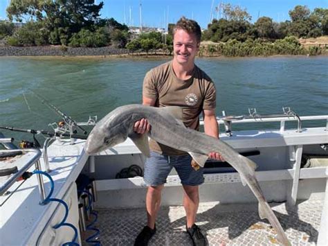 Gummy Shark Fishing Charters Western Port .